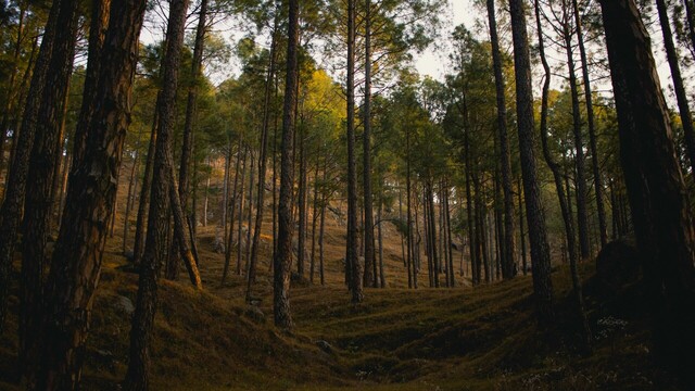 beautiful hills in almora featuring long trees and ground covered with dry grass