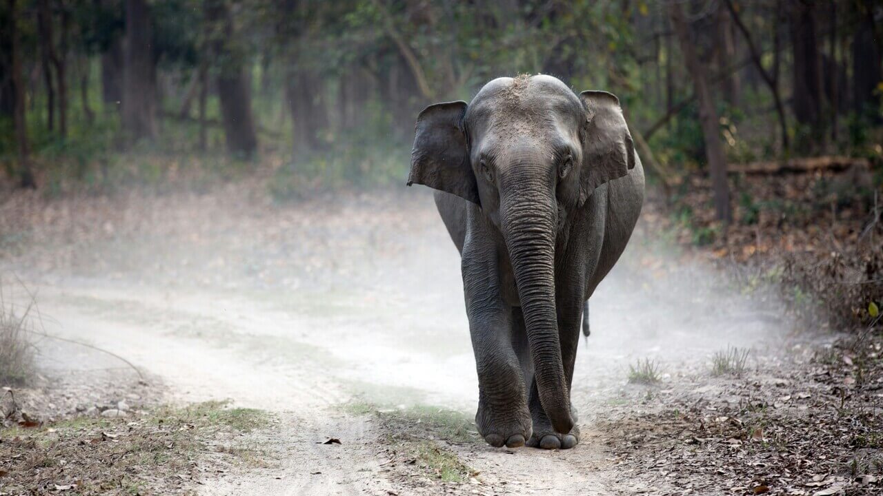 elephant walking towards viewer in jim corbett national park