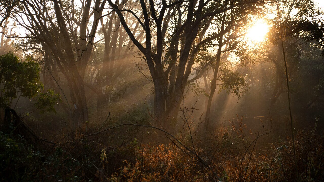 sunlight leaking throught trees in jim corbett national park