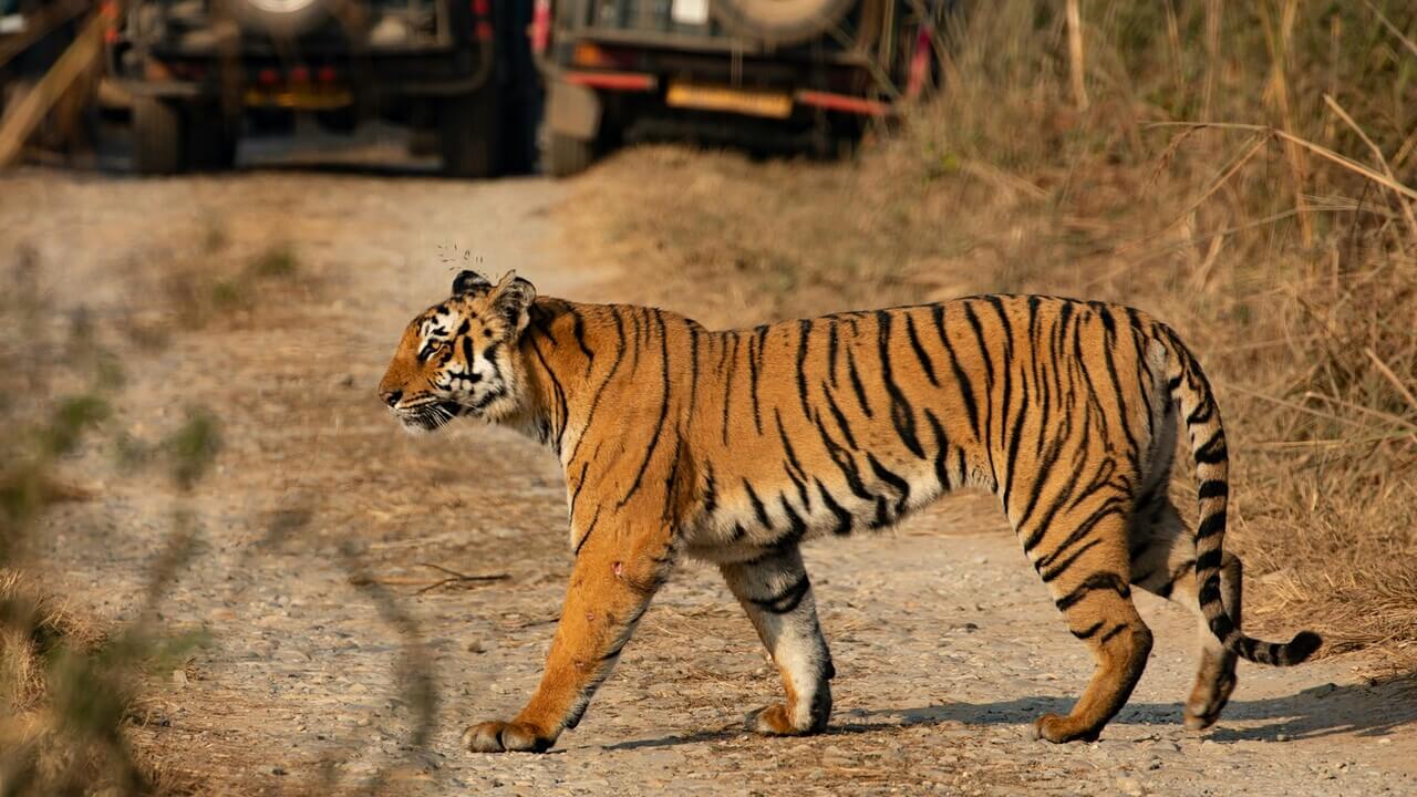 majestic tiger crossing road seen during safari in jim corbett national park