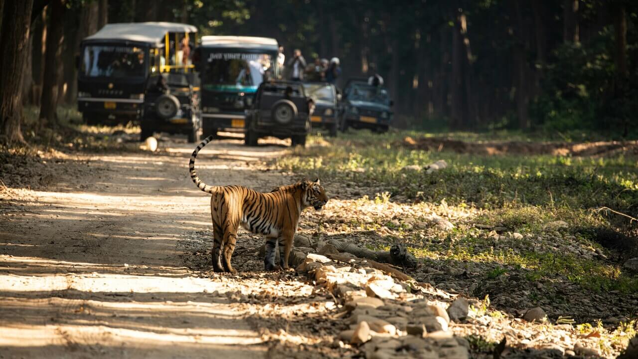 tiger on safari route close 