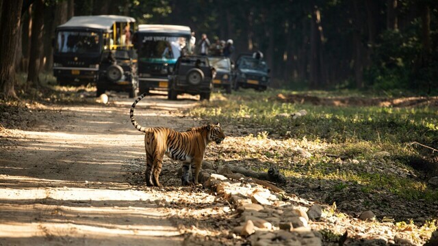 tiger strolling down a dusty road with jeeps near it in jim corbett national park 