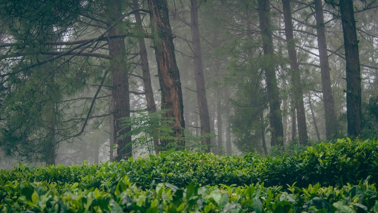 beautiful green forest visible throught fog in kausani