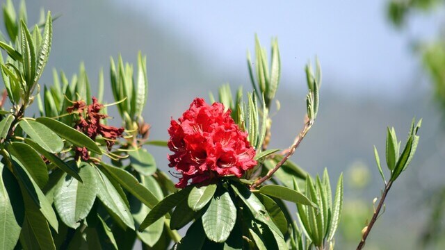 red flower seen up close in great detail in kausani