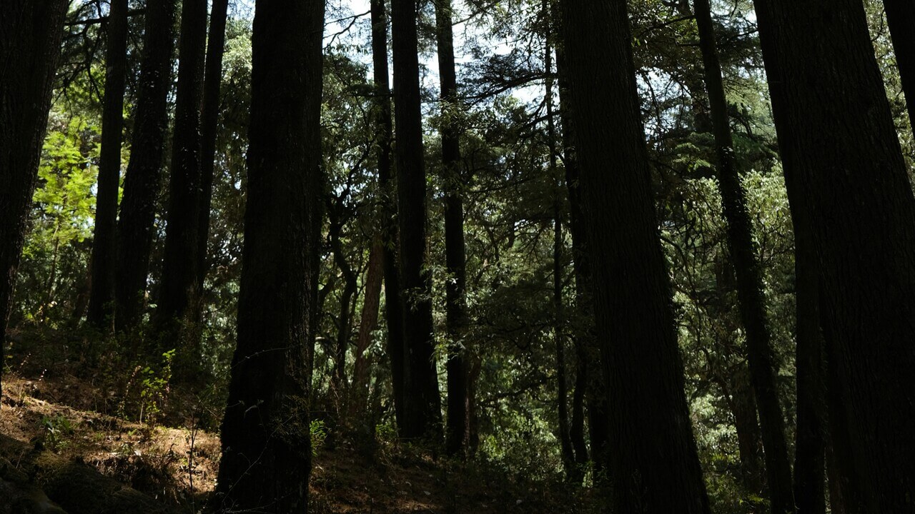 forest in lansdowne with tall trees