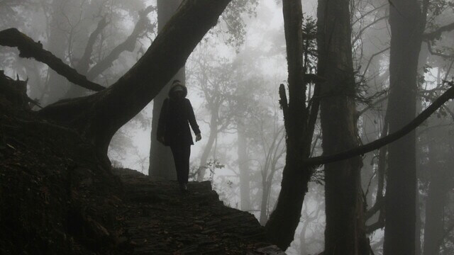 person walking in a forest covered in fog in munsiyari