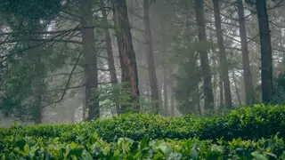 foggy forest featuring variety of trees and shrubs in kausani